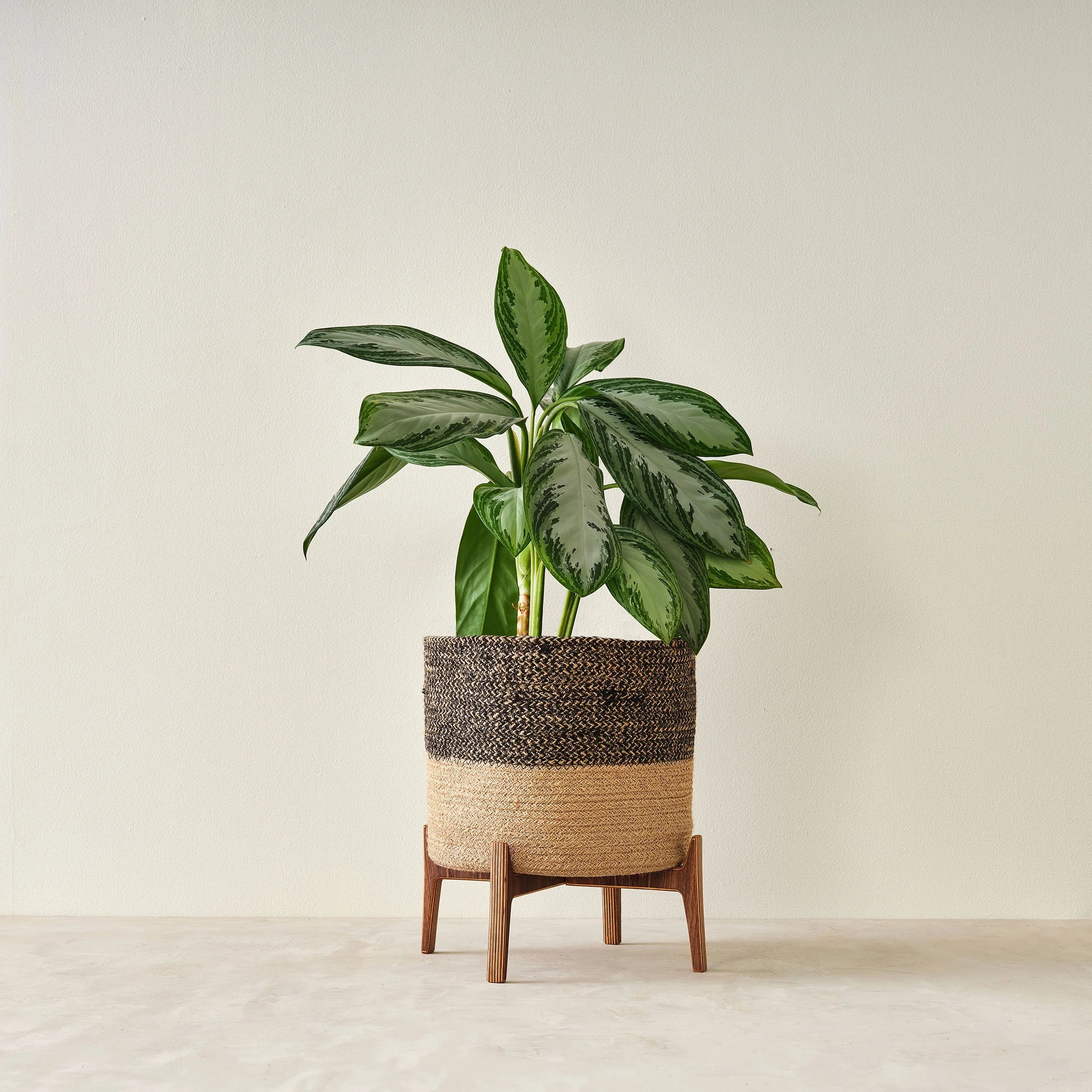 Plant Stand