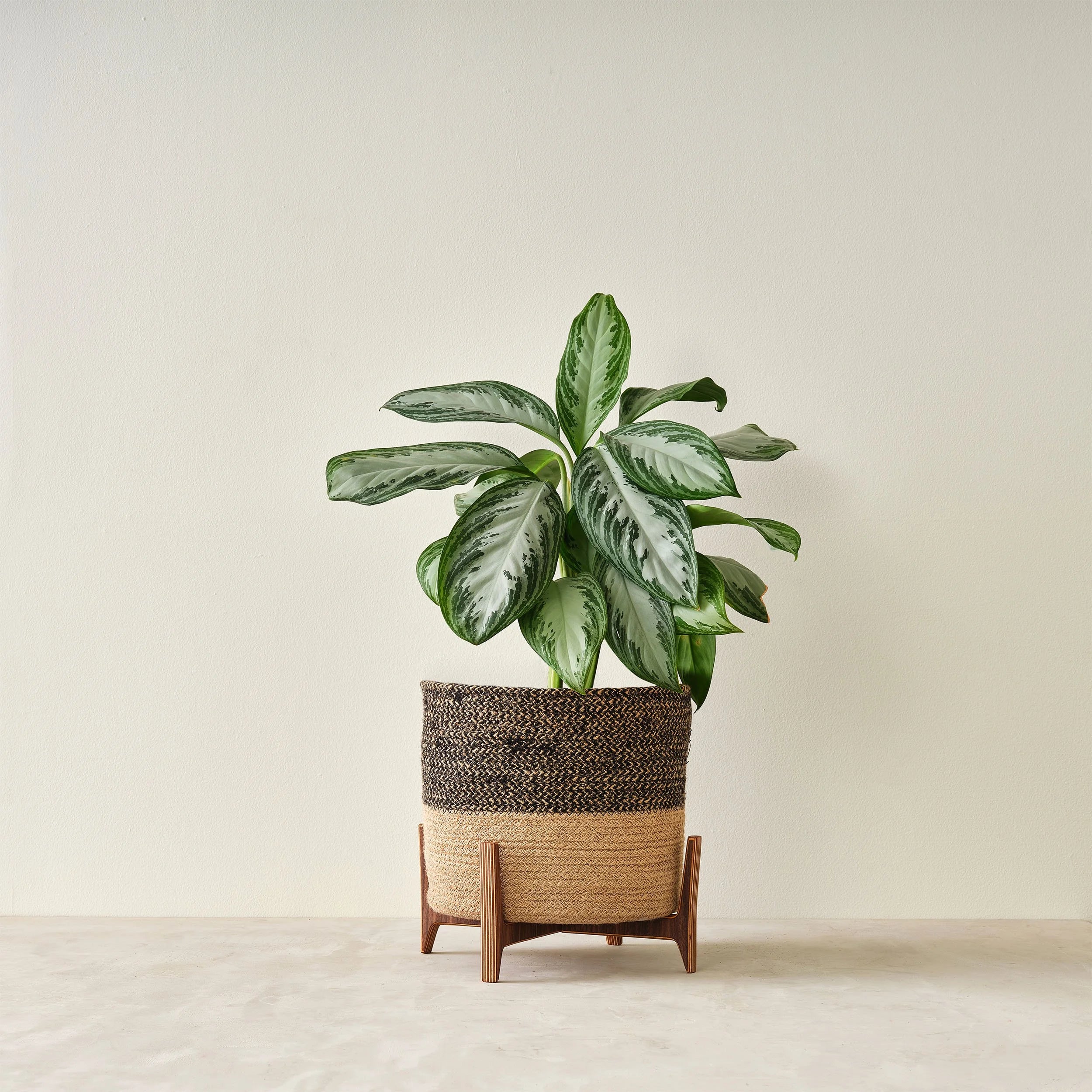 Plant Stand